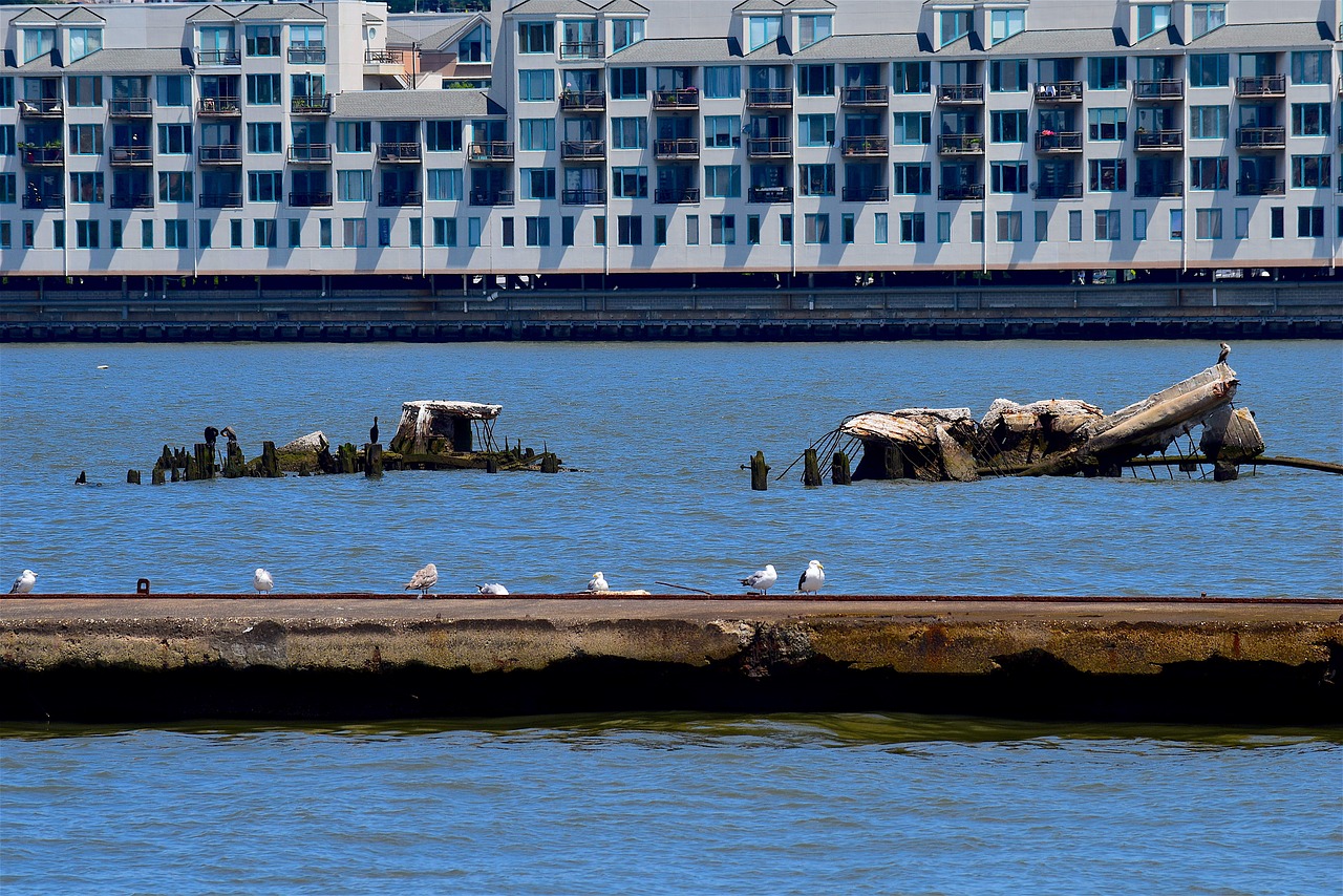 dock harbor sea gulls free photo