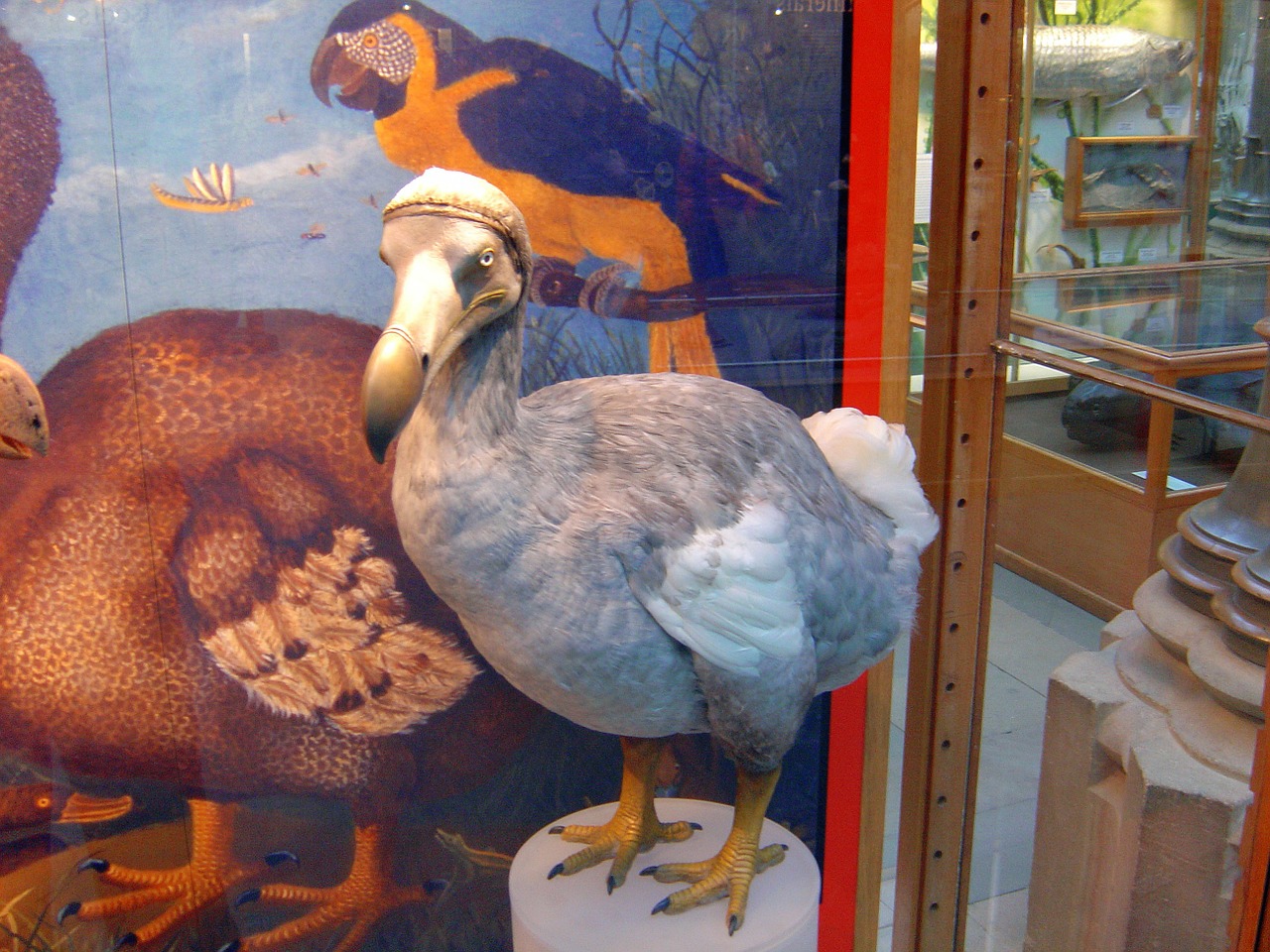 dodo bird extinct free photo