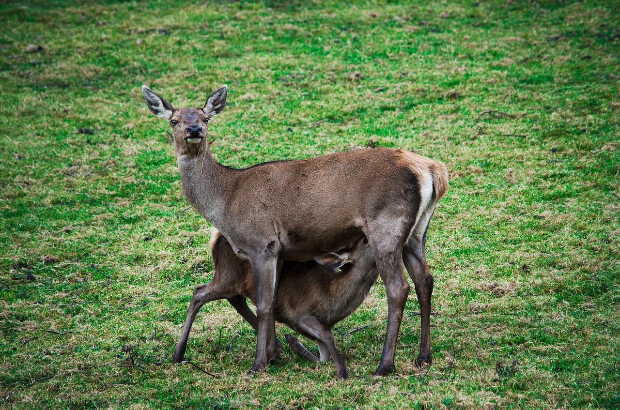 doe fallow deer wild free photo