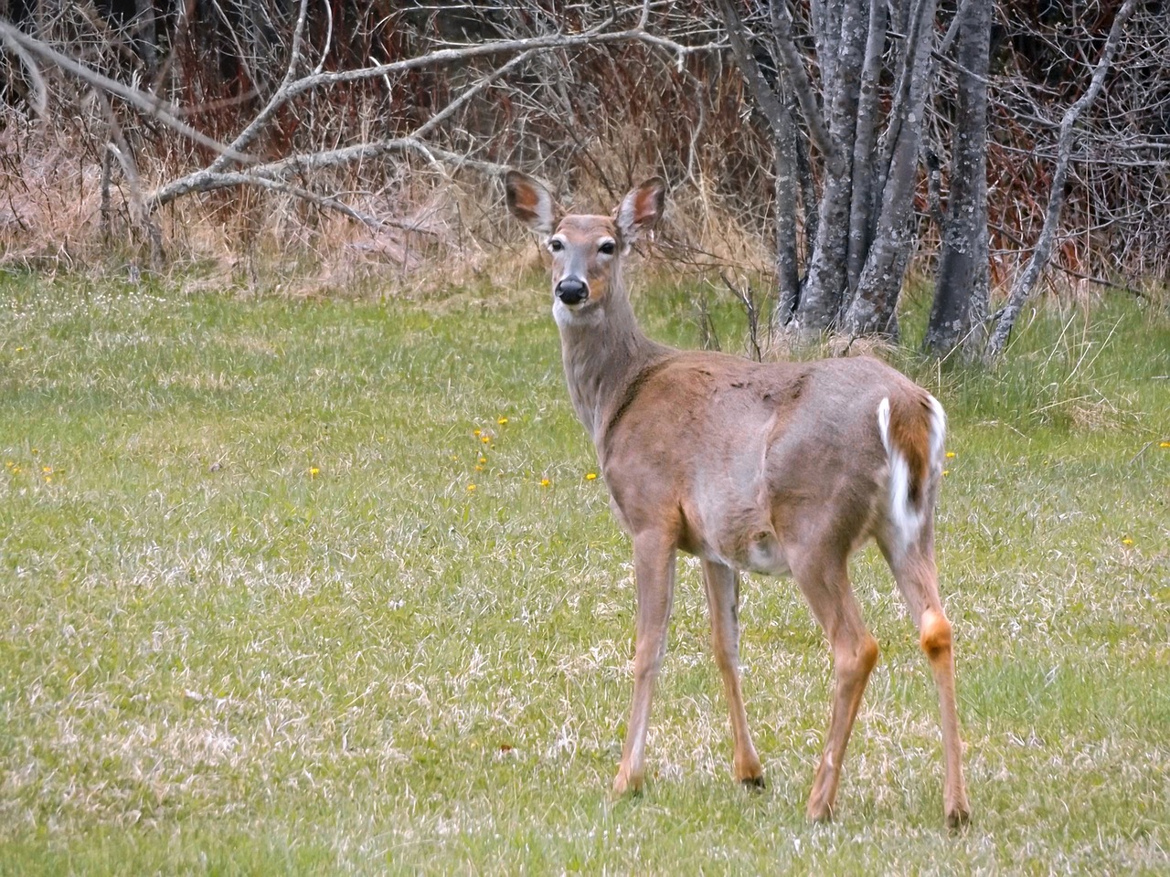 doe wildlife deer free photo