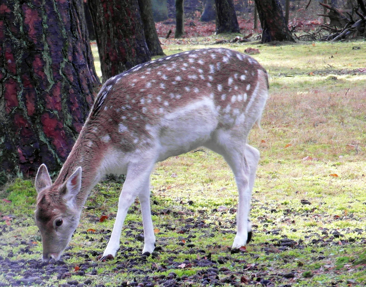 doe fallow deer fur free photo