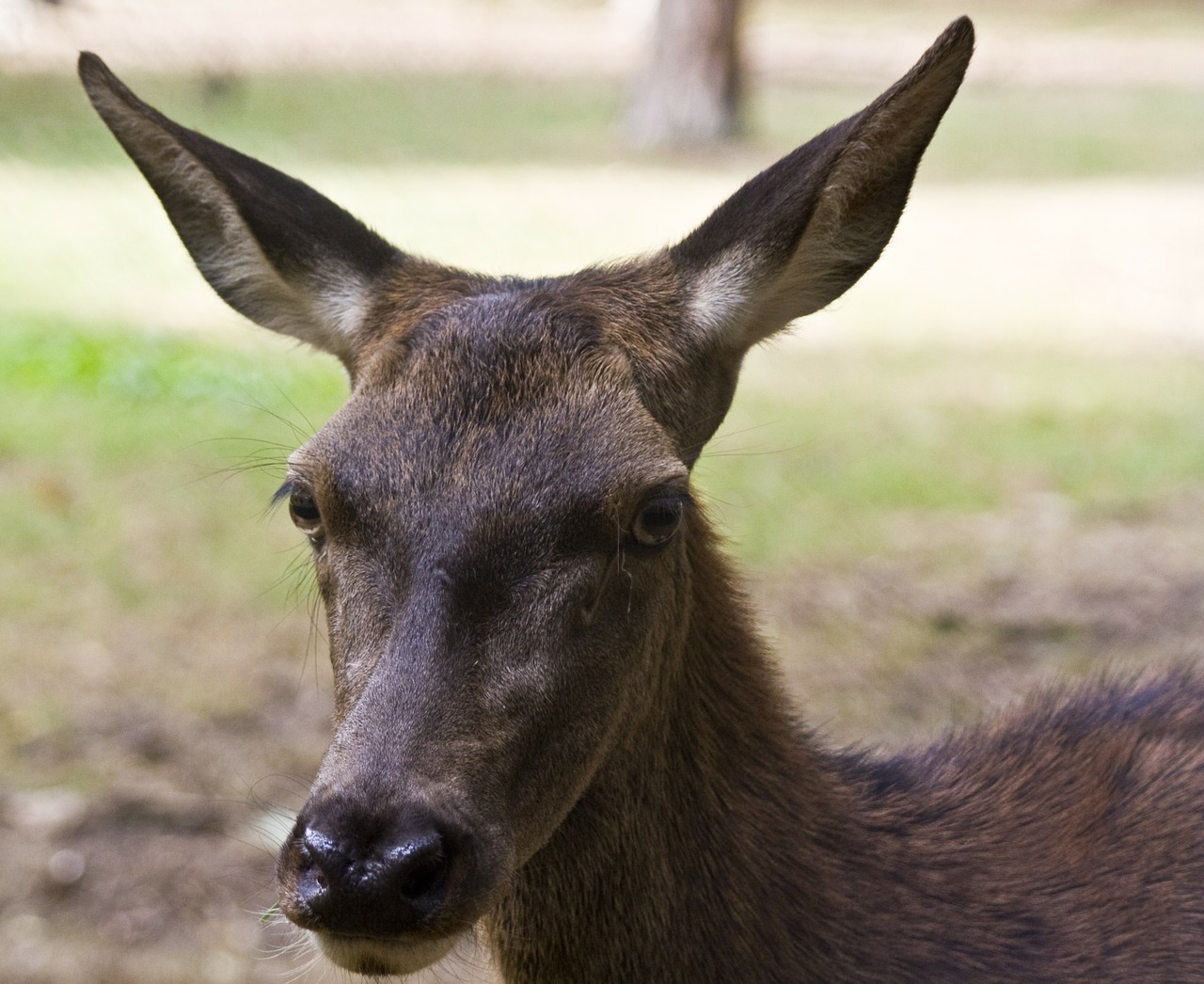 doe red deer capital free photo