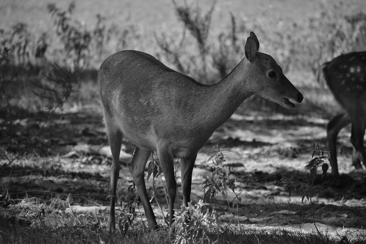 doe  deer  nature free photo