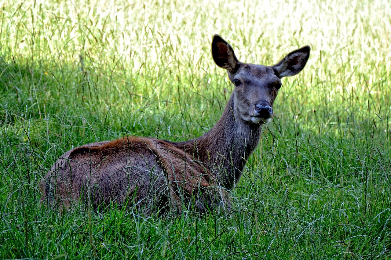 doe red deer wild free photo