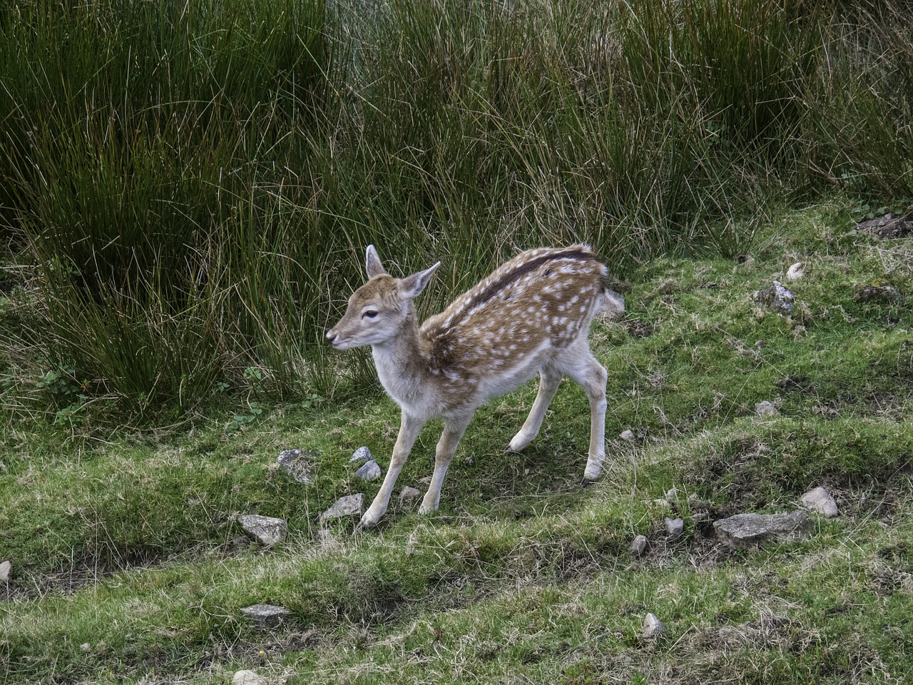 doe kids roe deer nature free photo