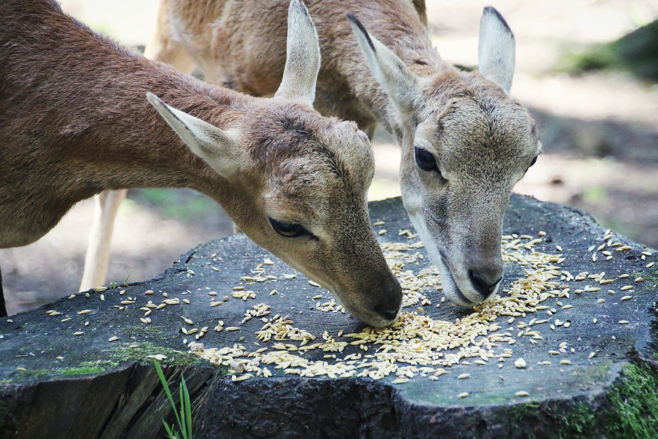 does feeding beautiful free photo