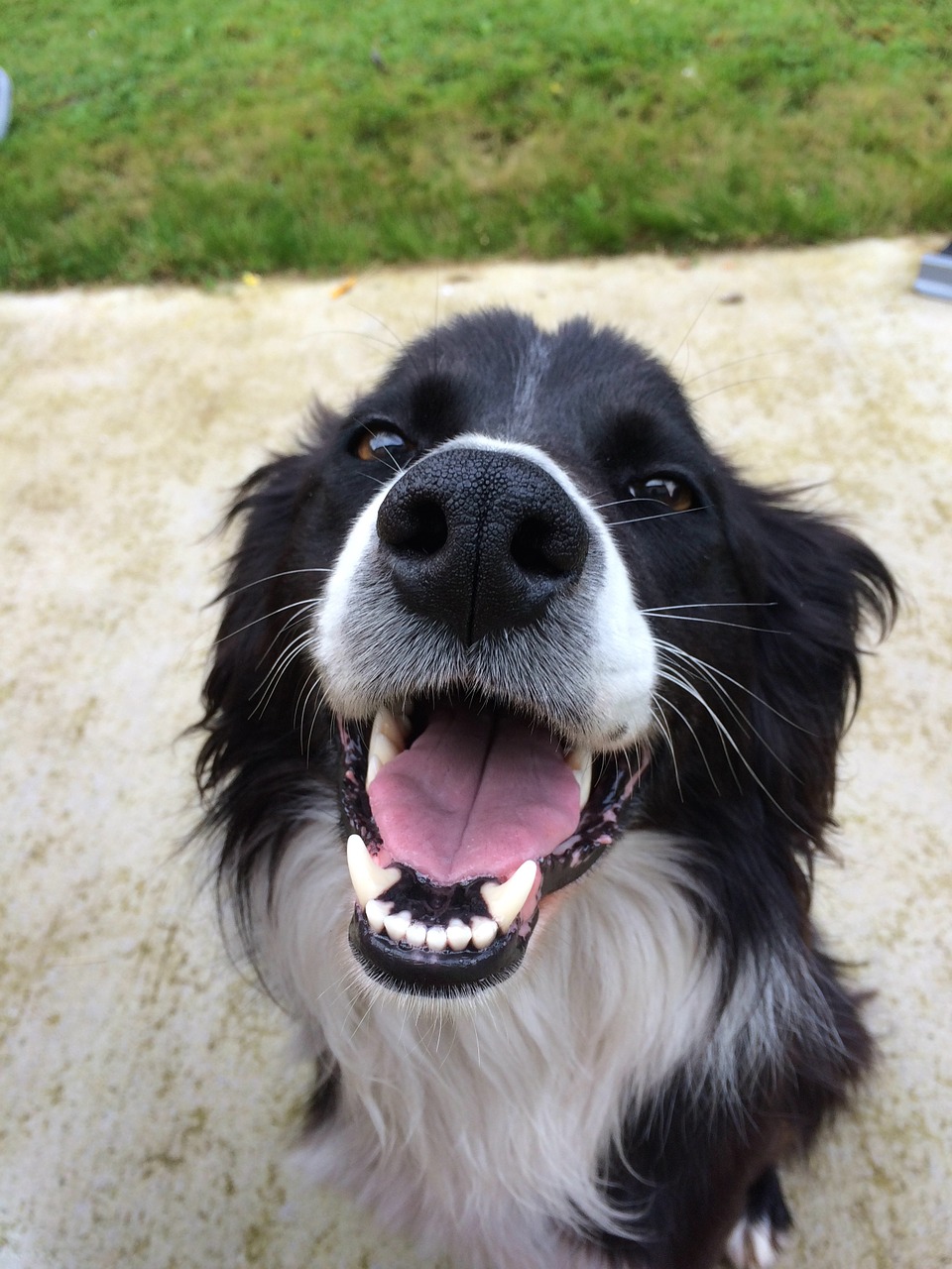 dog collie cute free photo