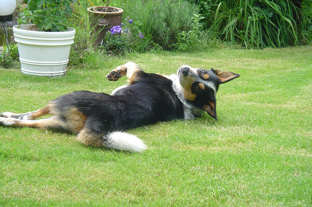 dog pet lazy free photo