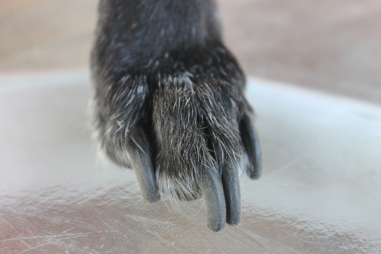 dog nails long free photo