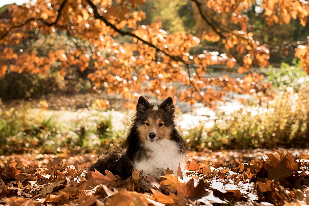 dog sheltie autumn free photo