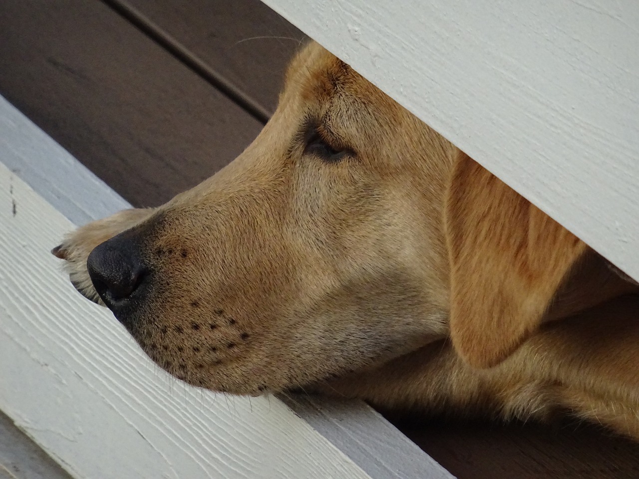 dog canine old dog free photo