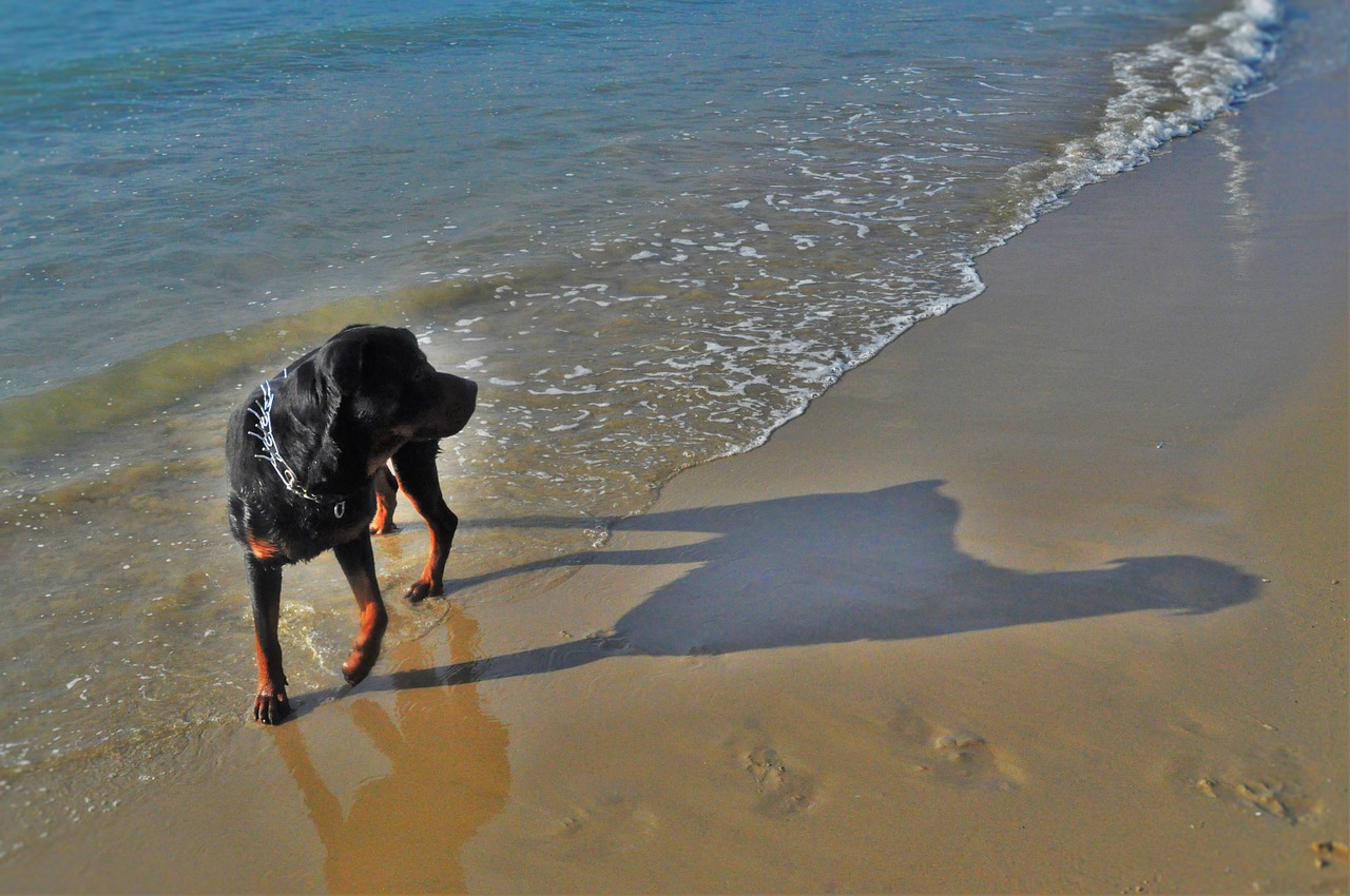 dog sea beach free photo