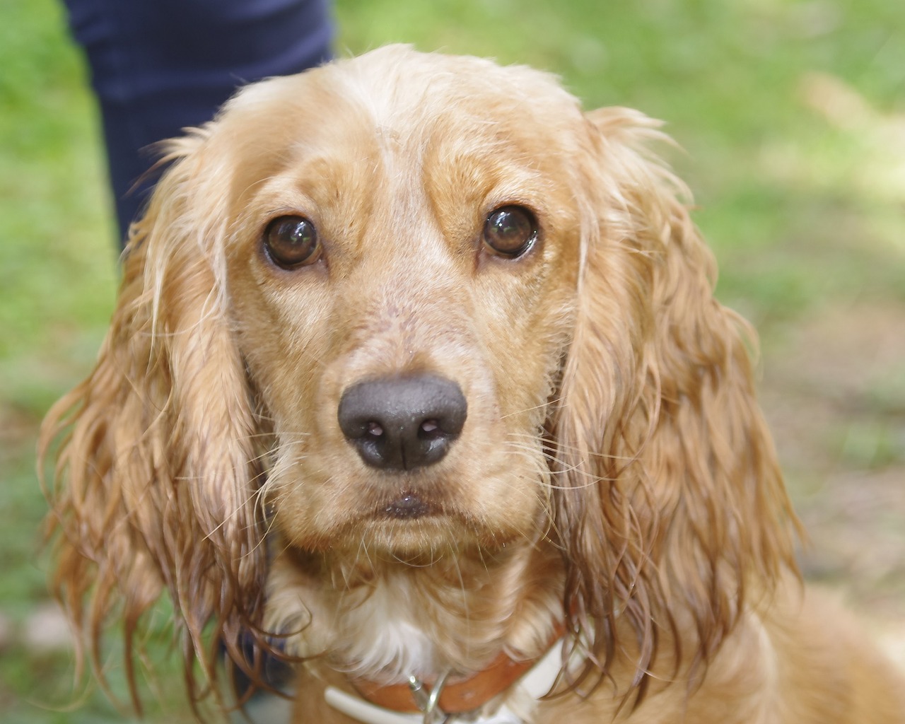 dog portrait cute free photo