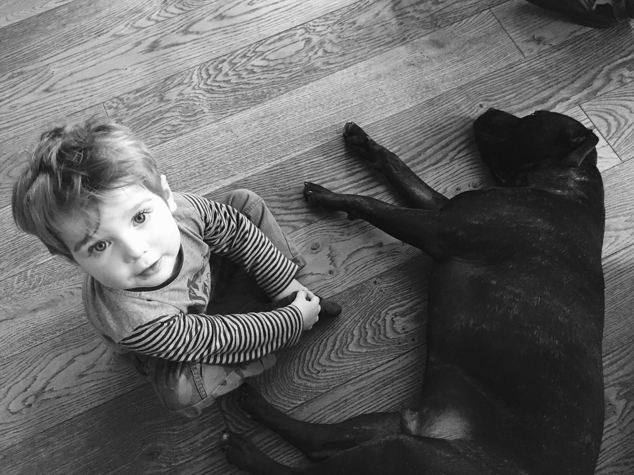 dog toddler black and white free photo
