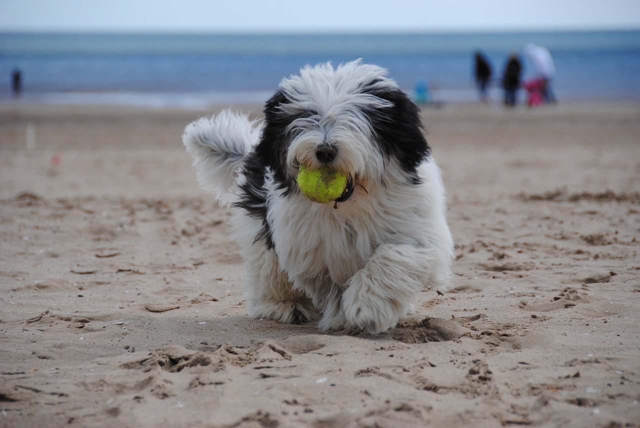 dog beach puppy free photo