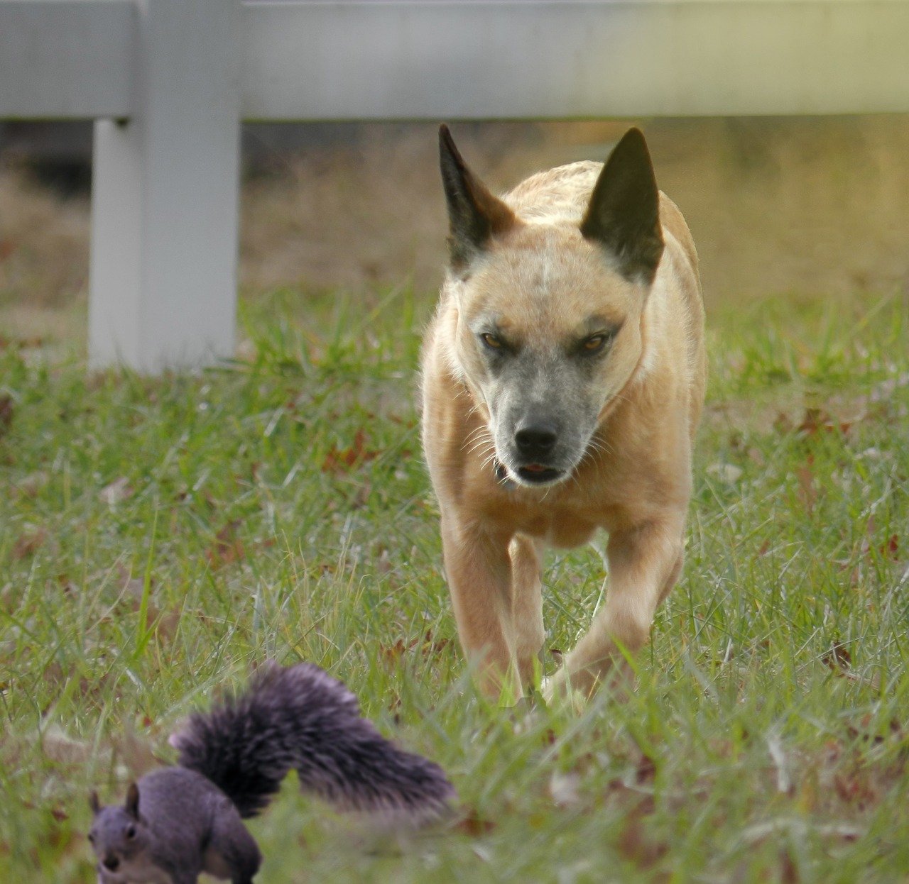 dog squirrel fence free photo