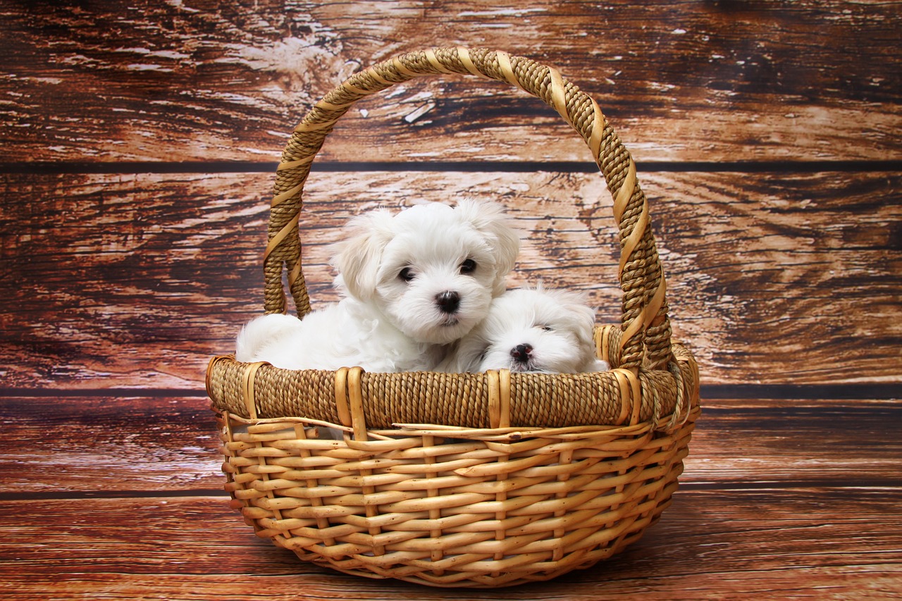 dog maltese puppy free photo