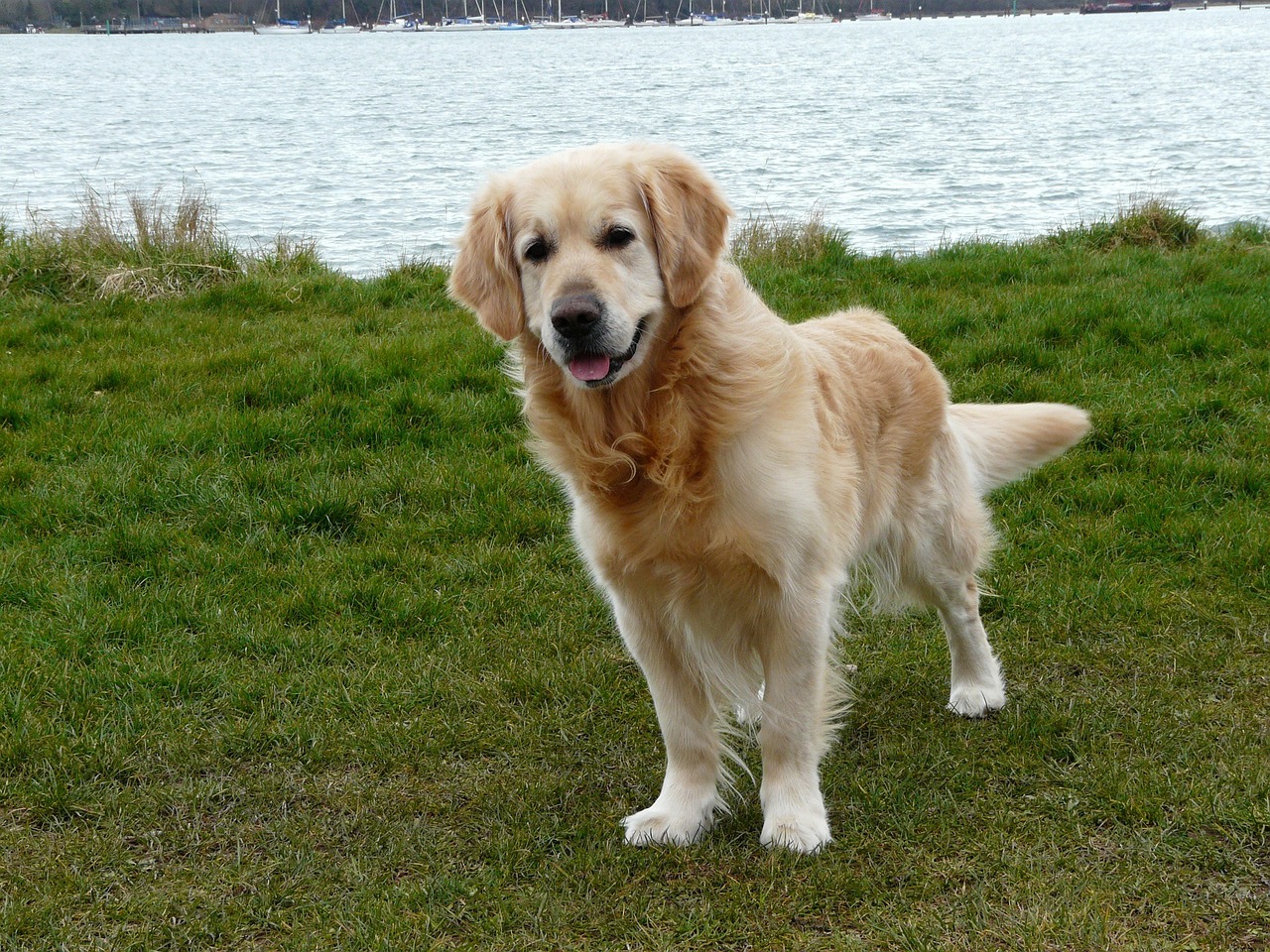 dog golden retriever free photo