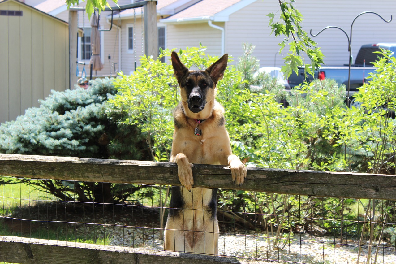 dog fence guard free photo