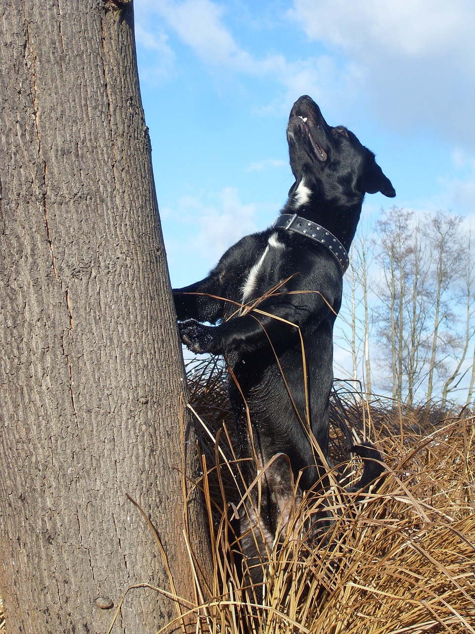 dog outdoors labrador free photo