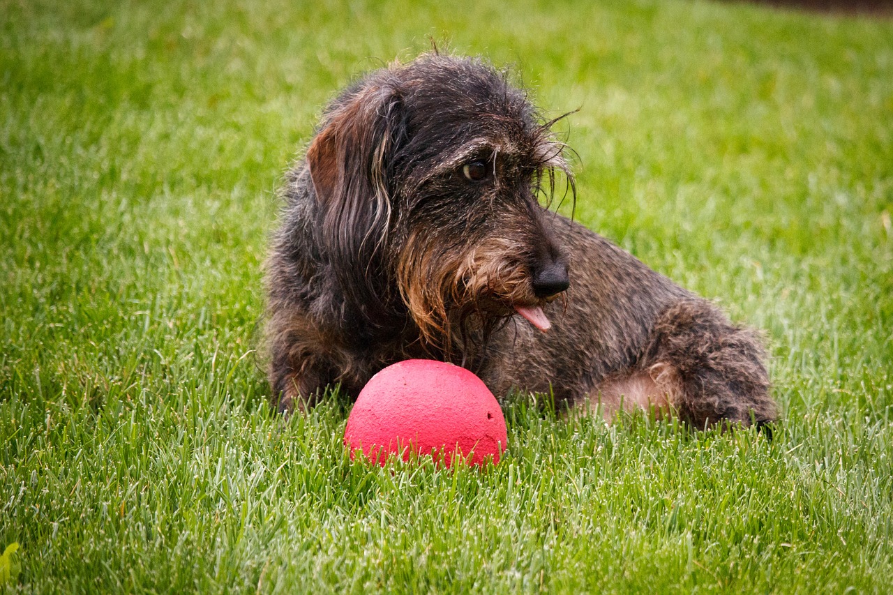 dog dachshund ball free photo