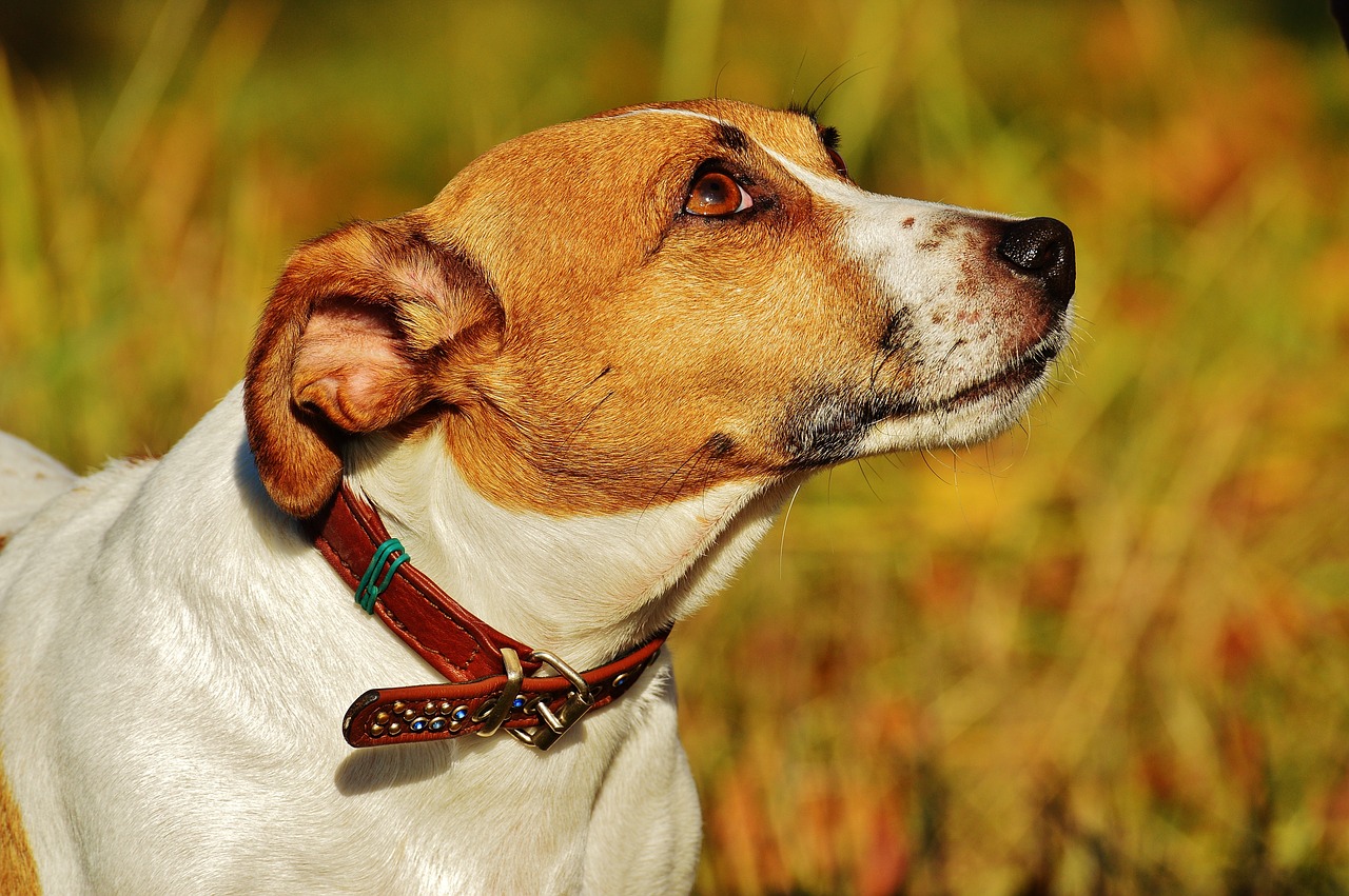 jack russell terrier dog free photo