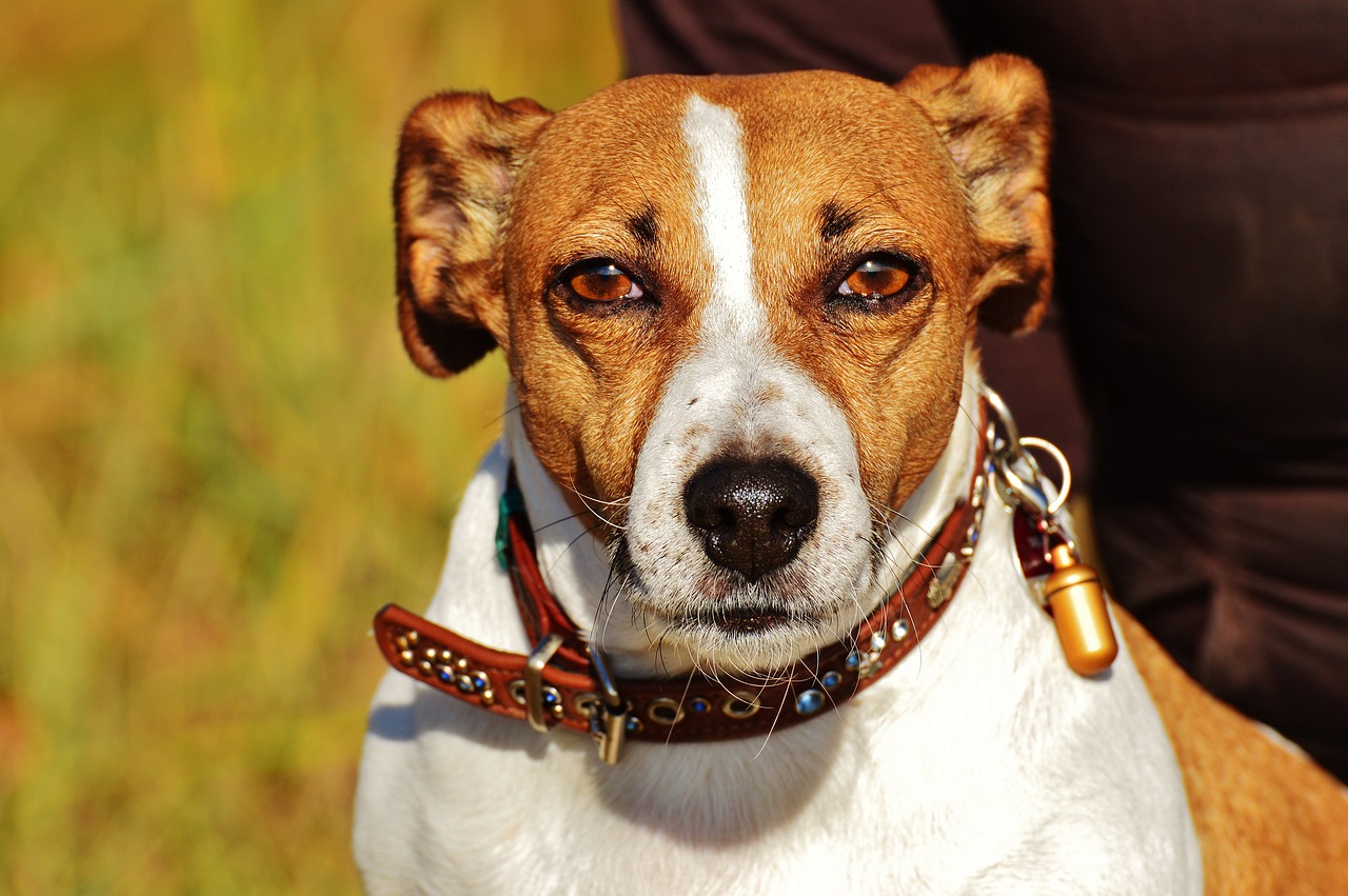 jack russell terrier dog free photo