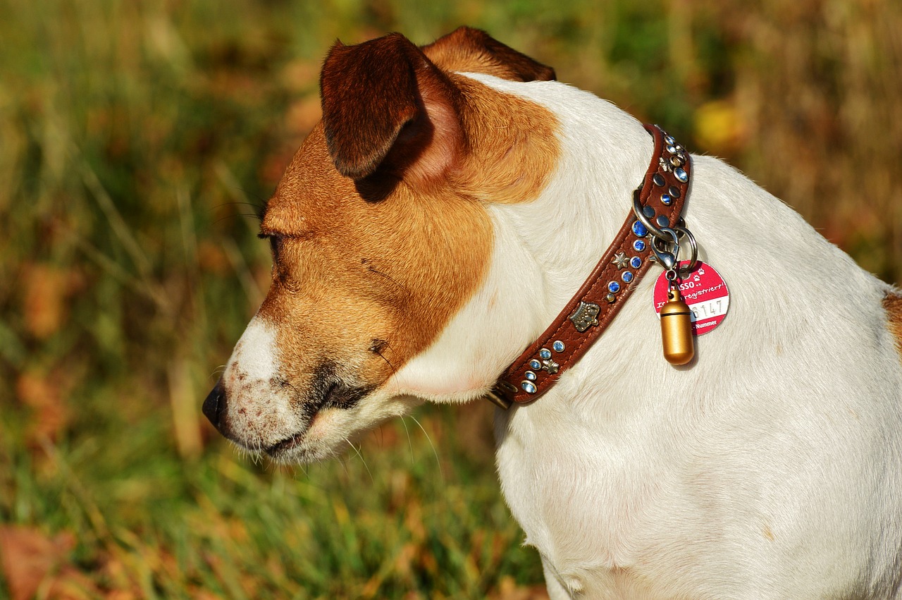 jack russell terrier dog free photo
