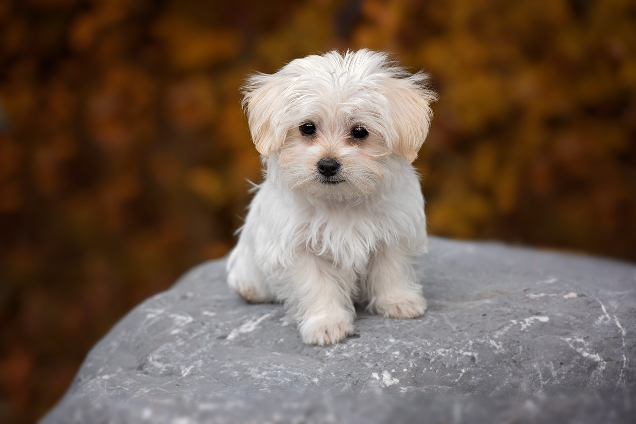 dog white maltese free photo