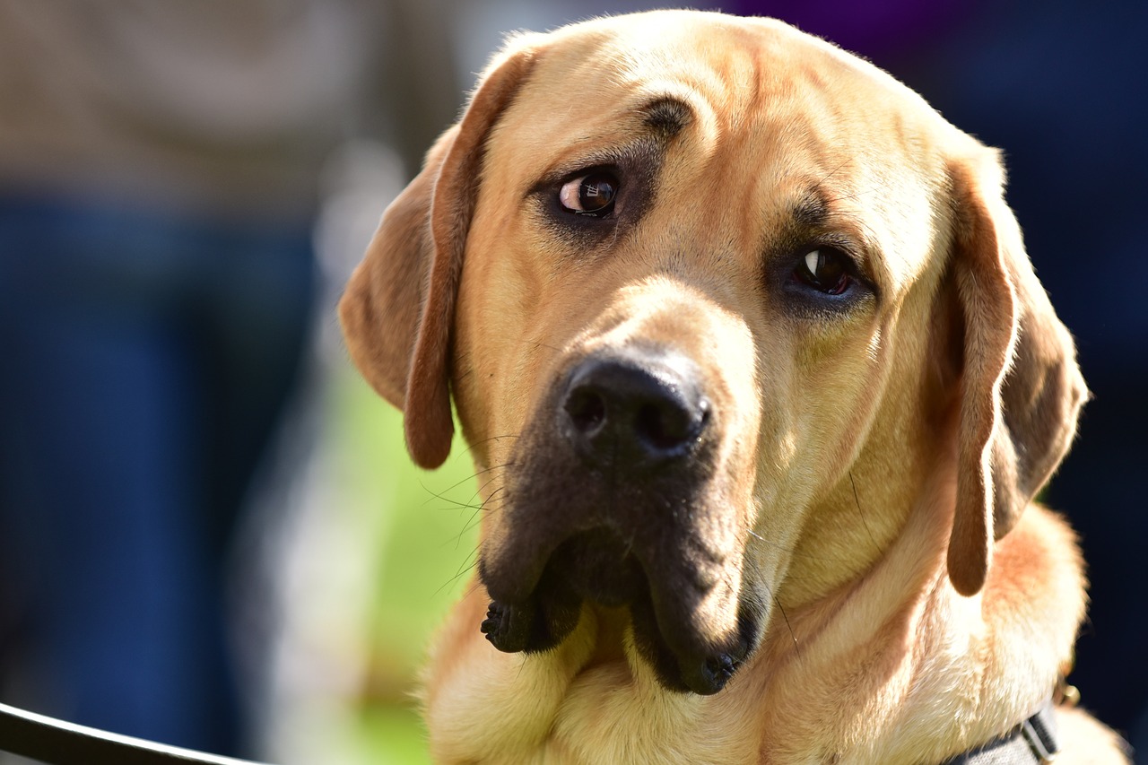 dog canine yellow free photo