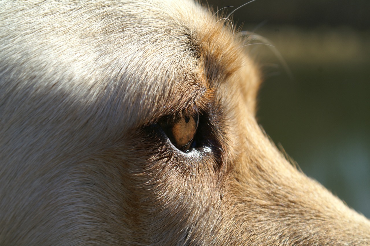 dog eye close free photo