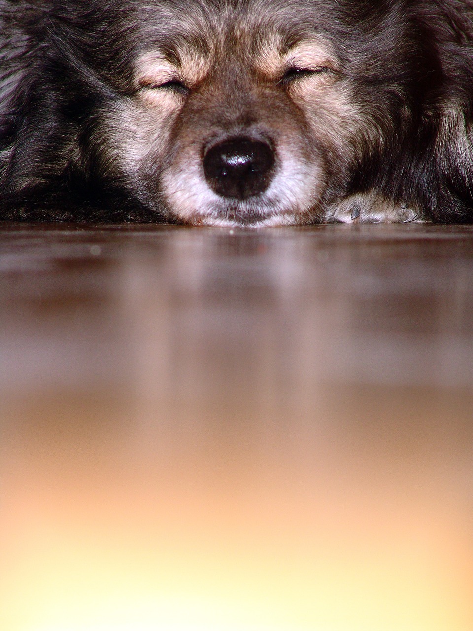 dog keeshond snout free photo