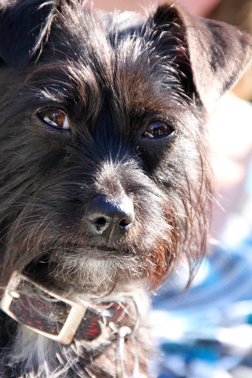 dog hybrid snout free photo