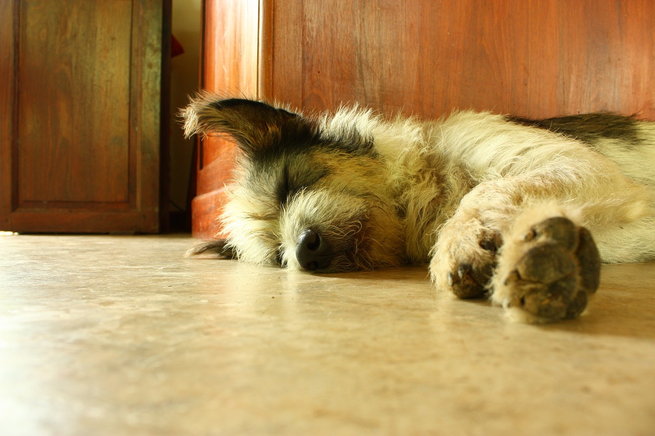 dog sleep asleep free photo