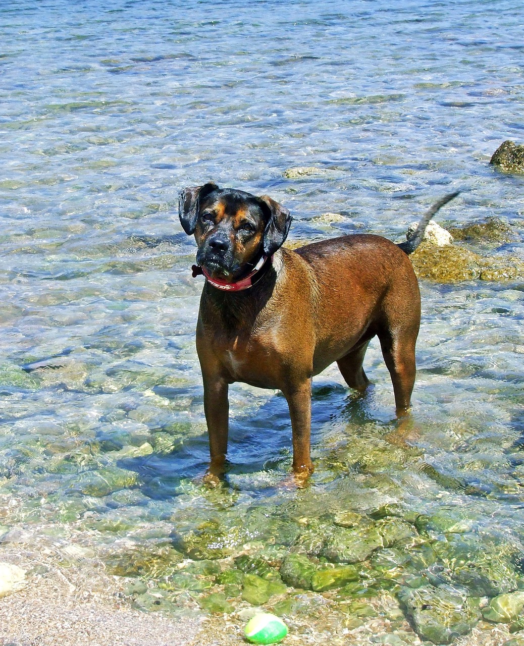 dog dog in the sea brown dog free photo