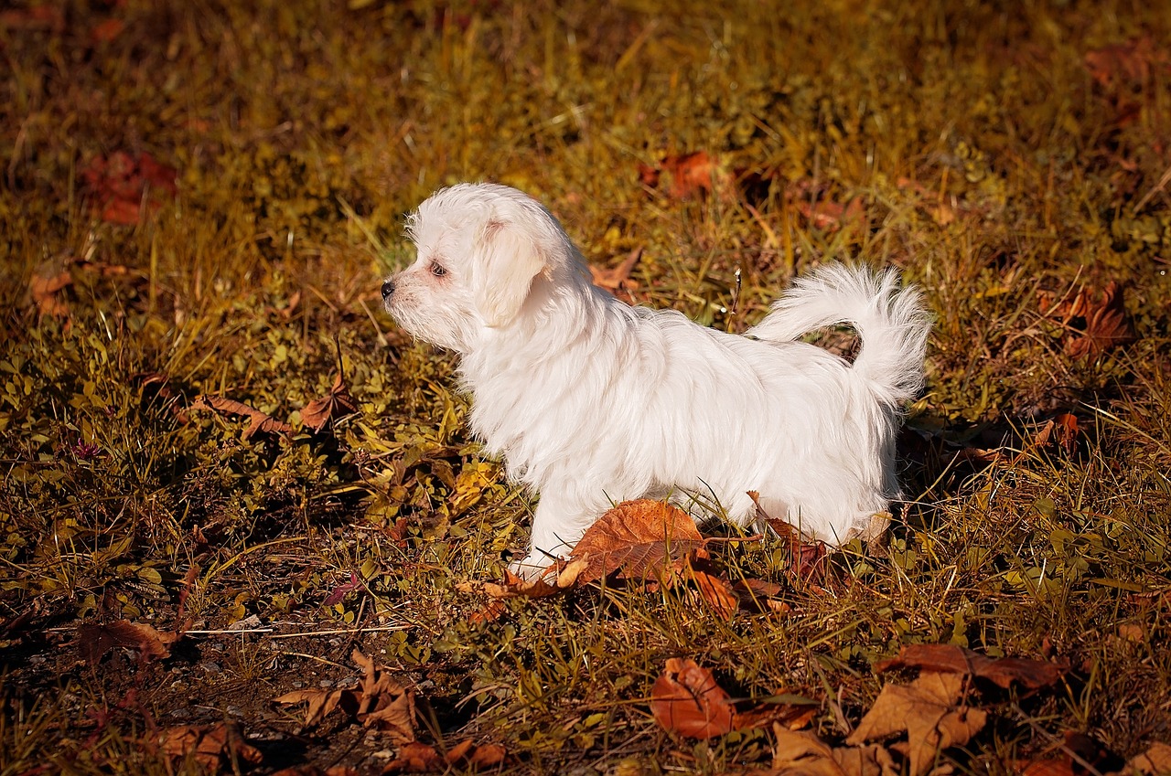 dog puppy young dog free photo