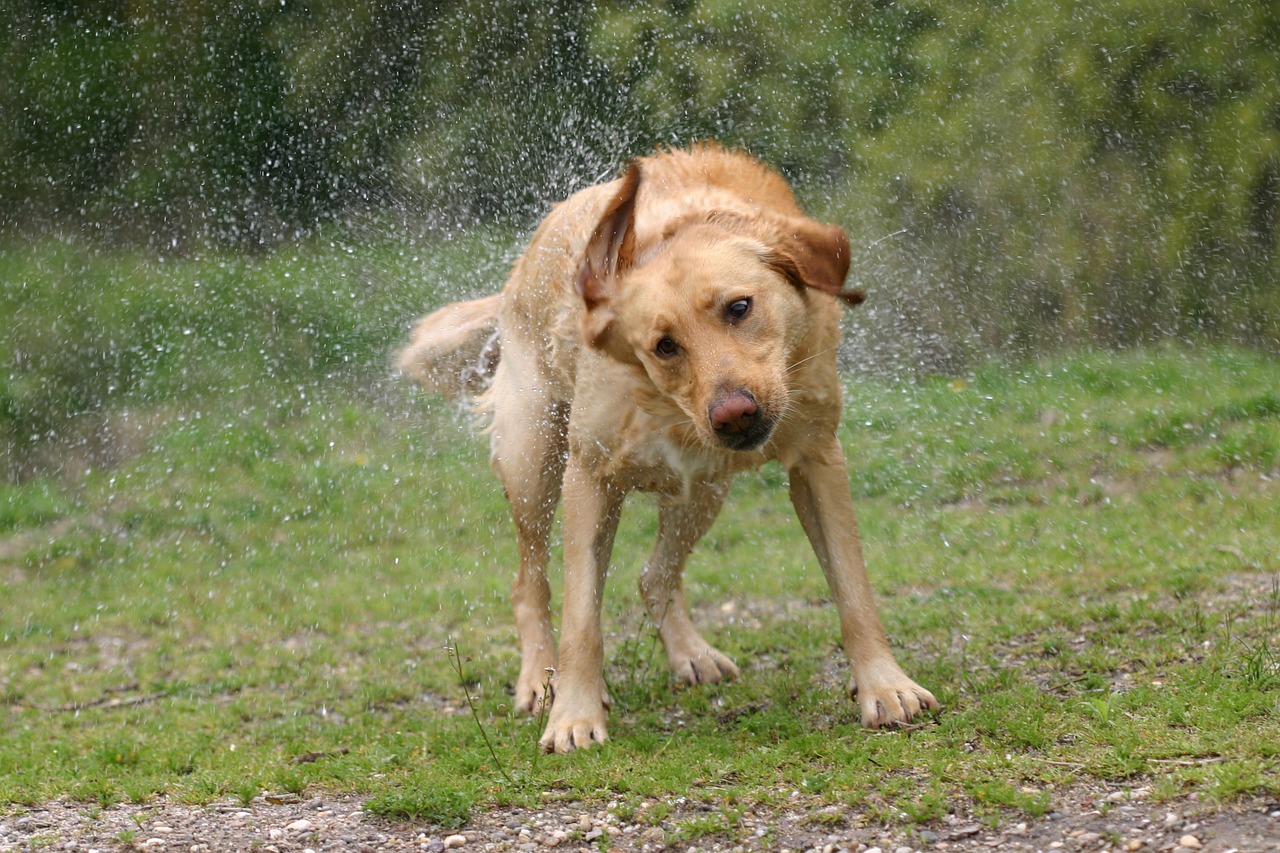 labrador dog pet free photo