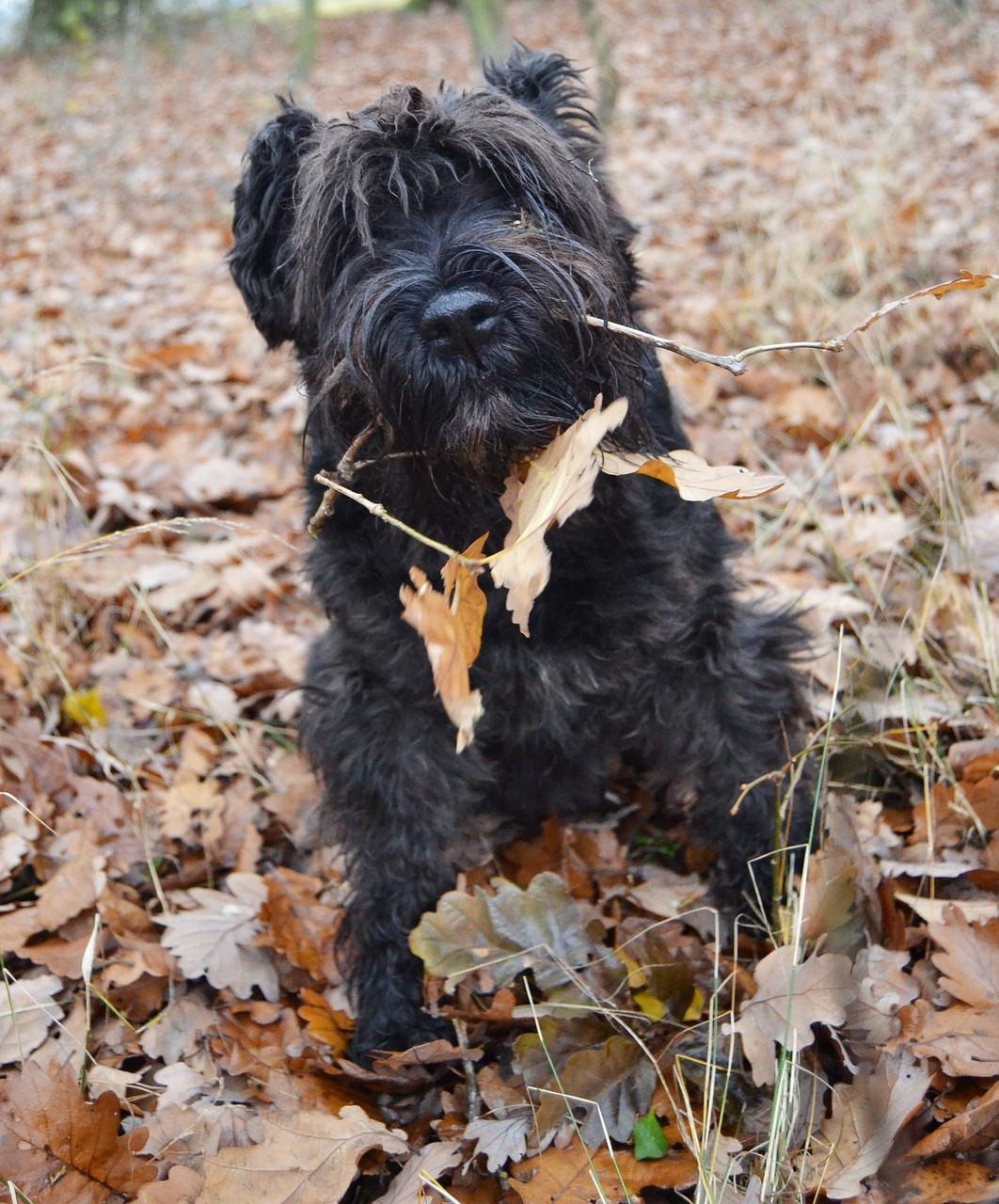 dog schnauzer autumn free photo