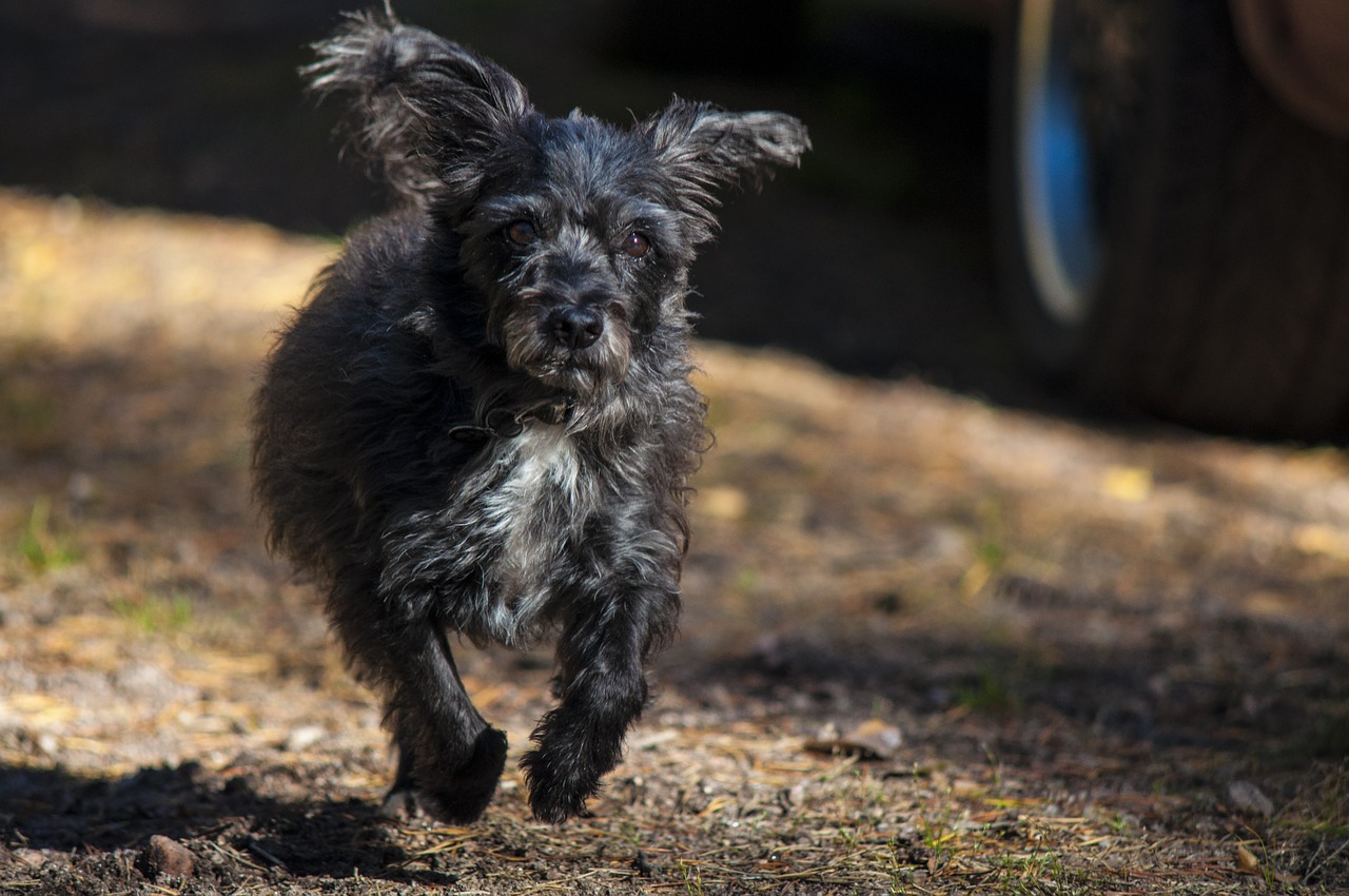 dog dark gray runs free photo