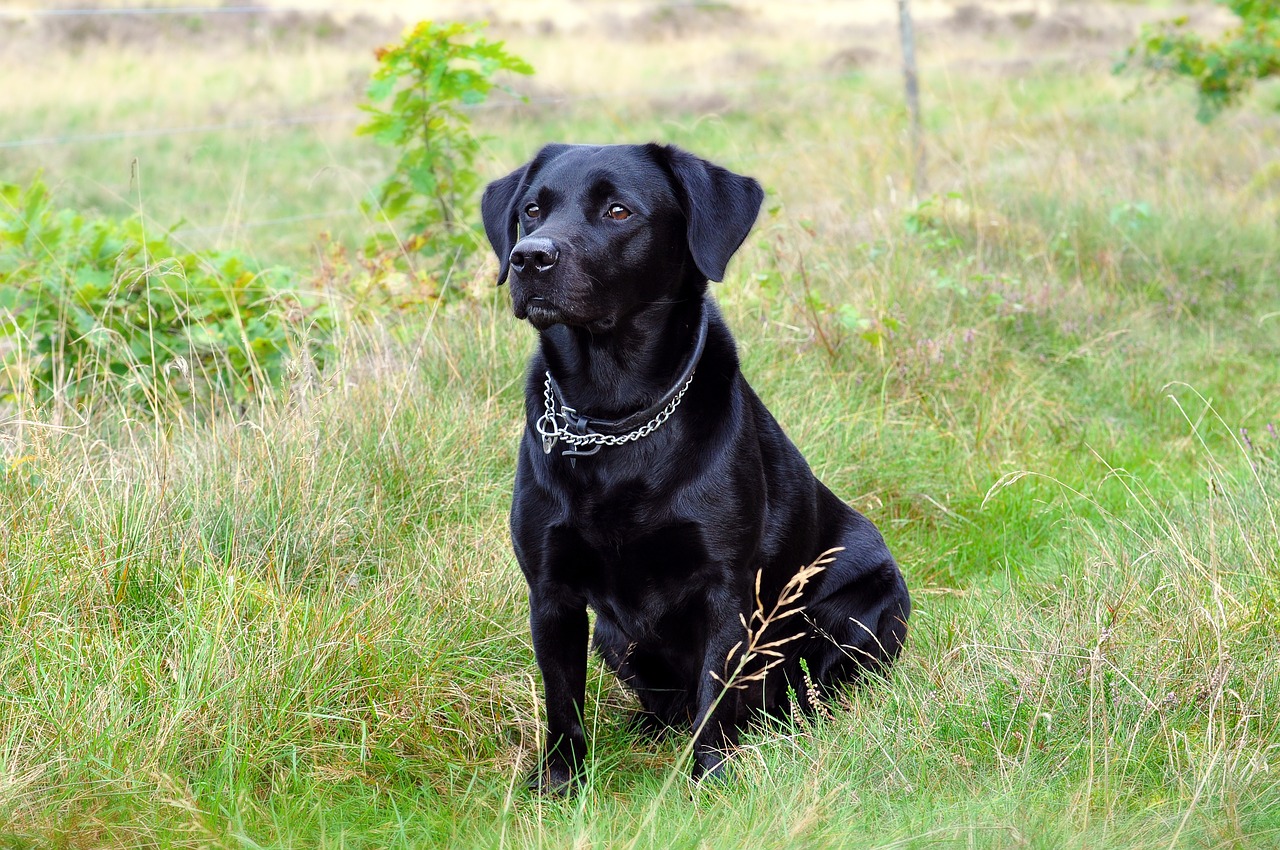 dog labrador black free photo