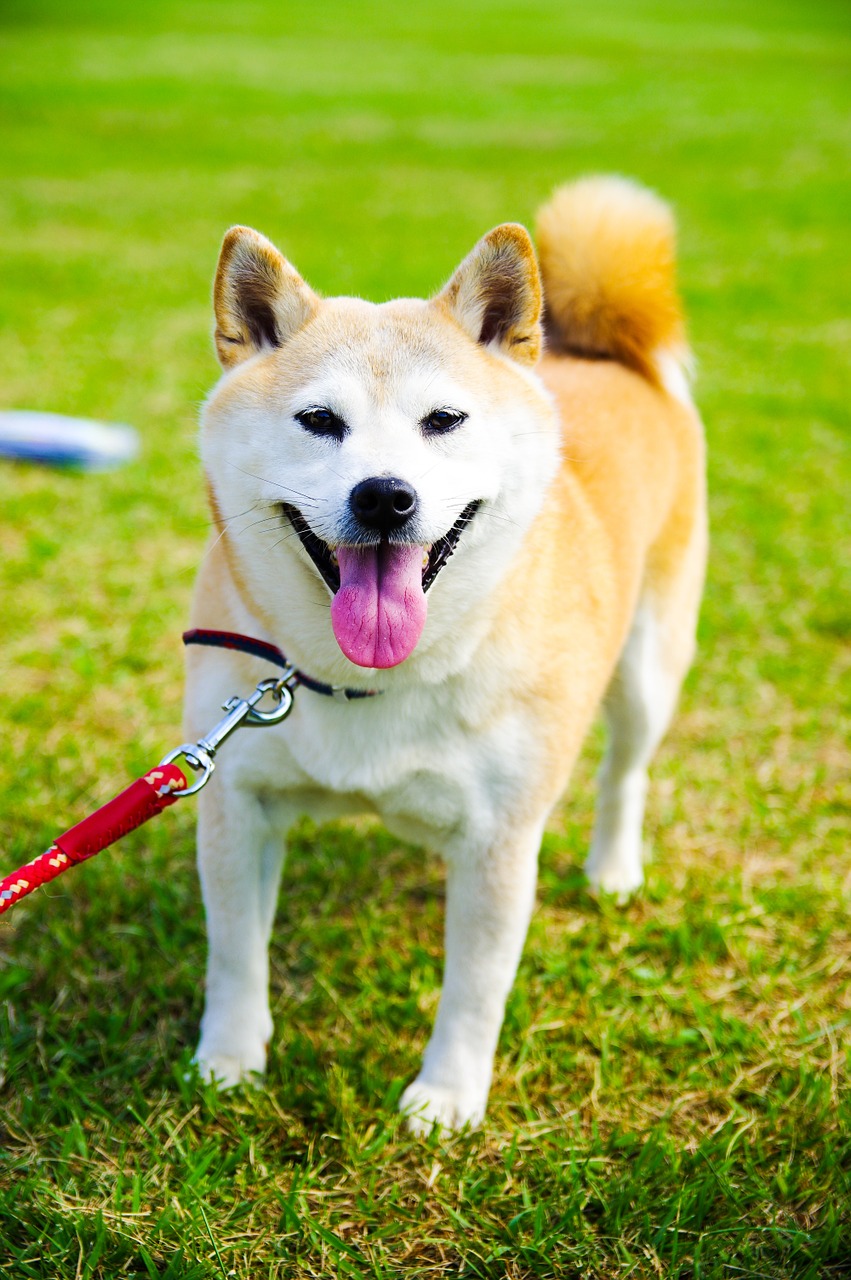 dog animal shiba inu free photo