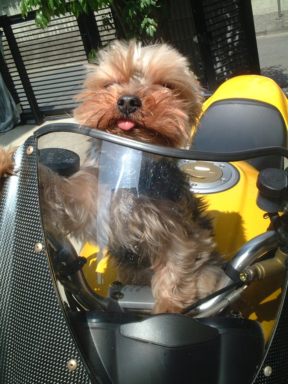dog yorkshire terrier bike free photo