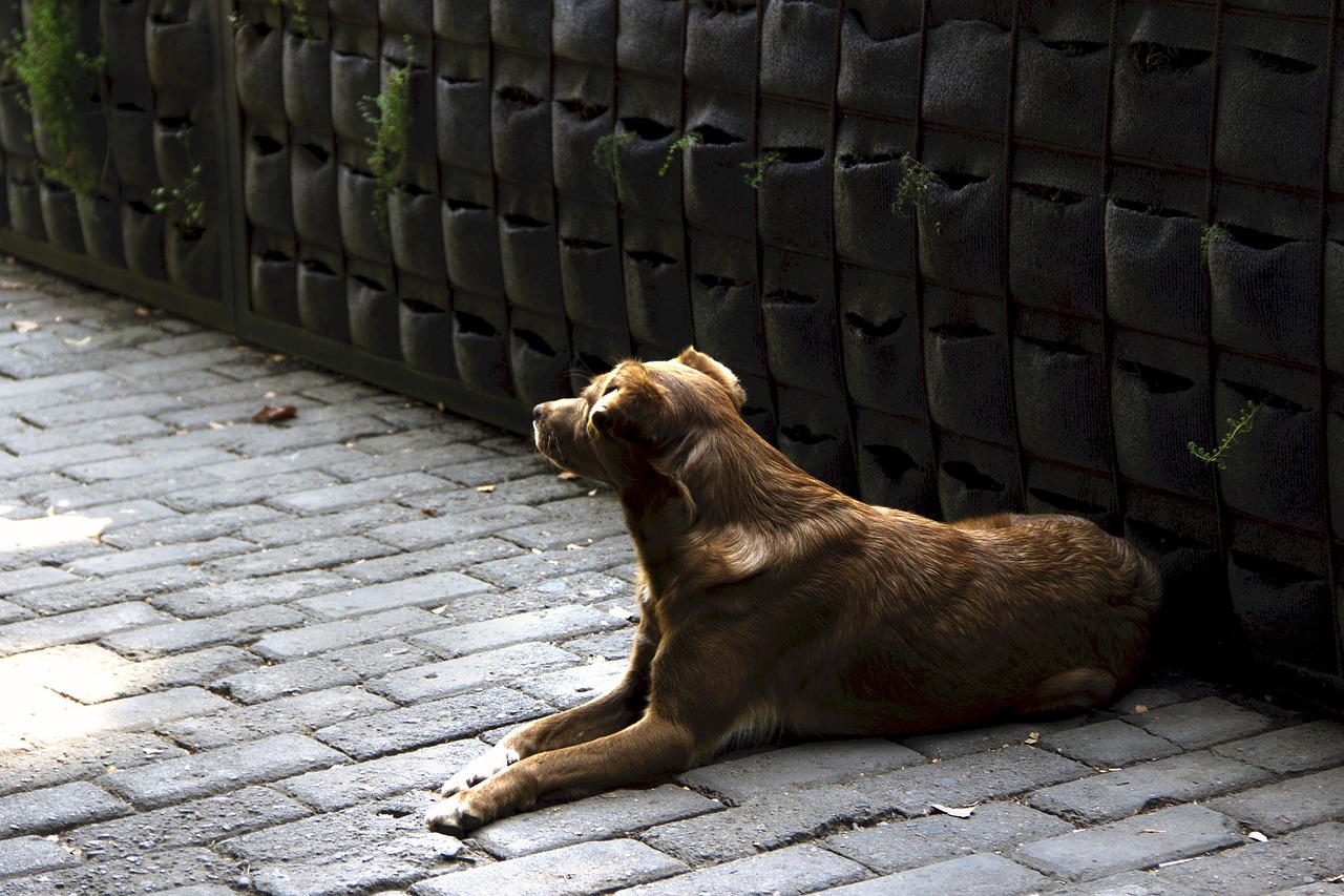 dog canine working free photo