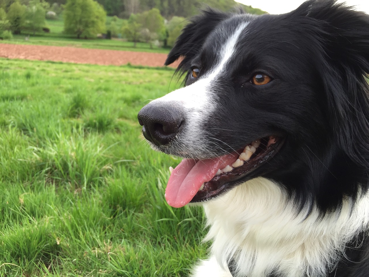 dog border collie pet free photo