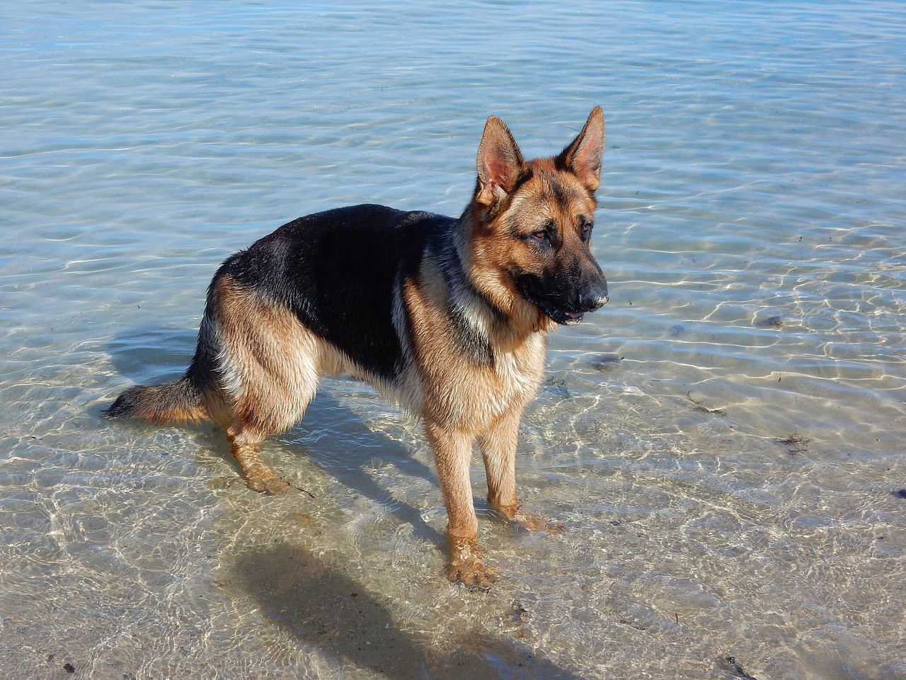 dog german shepherd beach free photo