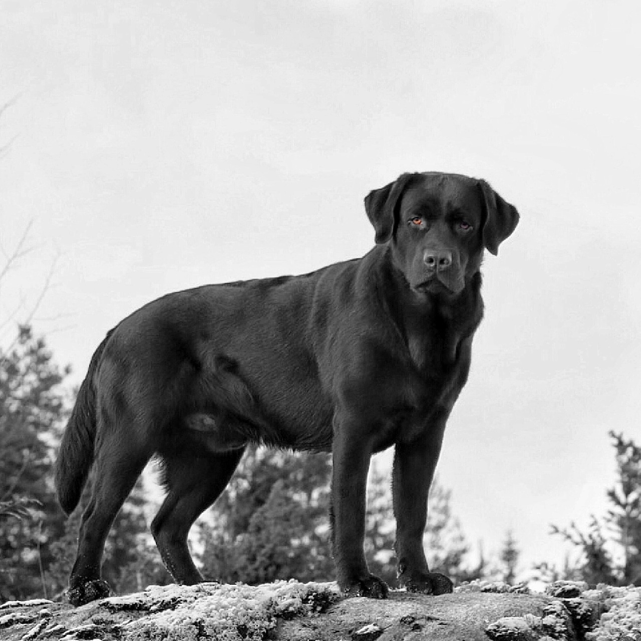 labrador dog black free photo