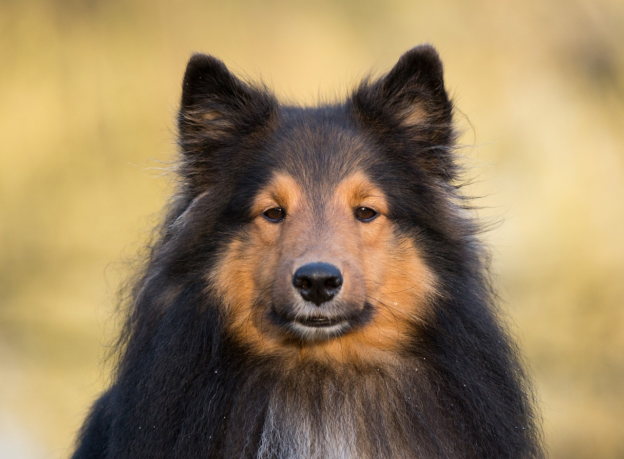 dog sheltiie close free photo