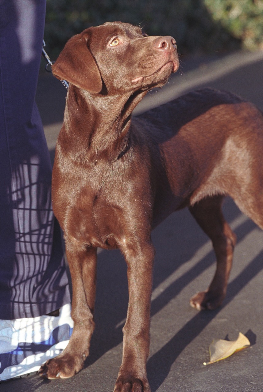 dog labrador retriever chocolate free photo