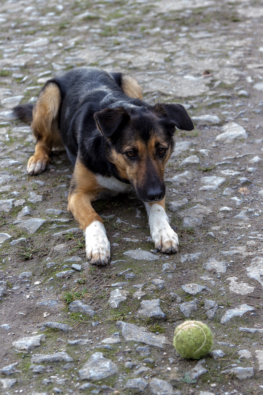 dog play ball free photo