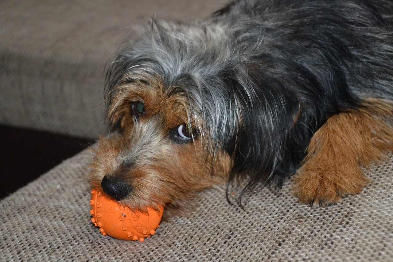 dog hybrid dachshund free photo